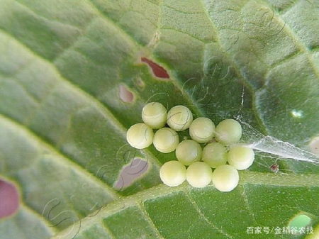 消之宝 消之宝